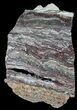 Rare North Pole Dome Stromatolite Slice - Billion Years #50757-1